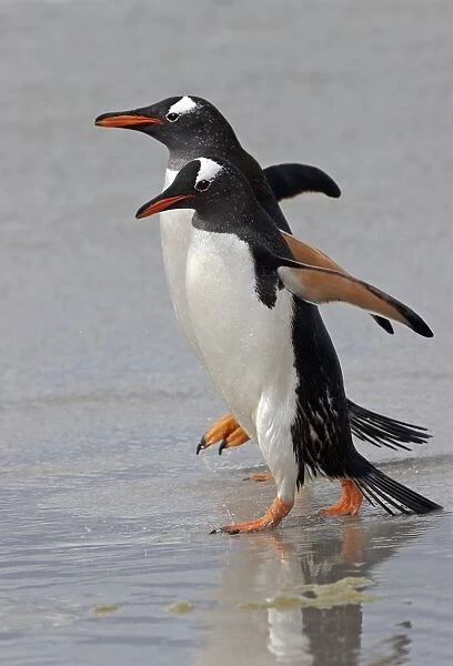 Gentoo Penguin (Pygoscelis papua) Adults walking on the edge of the tide - Falkland Islands