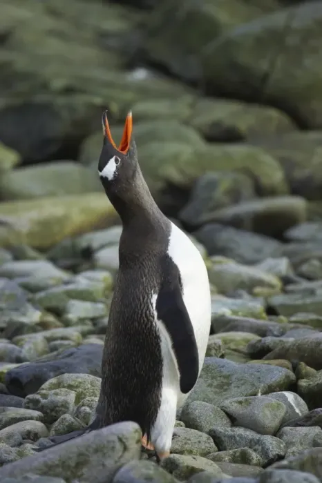 Framed Print : Gentoo Penguin (Pygoscelis papua) adult, braying, standing on pebbles, Ronge Island, Antarctic Peninsula, Antarctica Framed Print : Gentoo Penguin (Pygoscelis papua) adult, braying, standing on pebbles, Ronge Island, Antarctic Peninsula, Antarctica