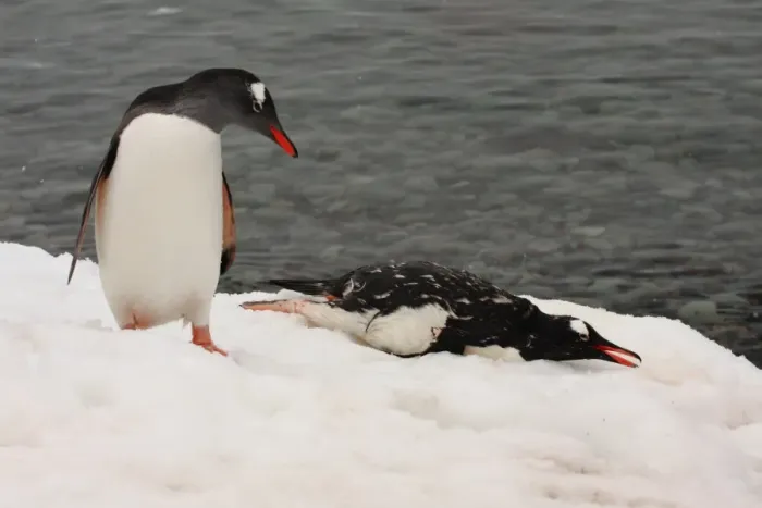 Framed Print : Gentoo Penguin (Pygoscelis papua) adult, mourning dead adult on snow, Danco Island, Antarctic Peninsula, Antarctica, december Framed Print : Gentoo Penguin (Pygoscelis papua) adult, mourning dead adult on snow, Danco Island, Antarctic Peninsula, Antarctica, december