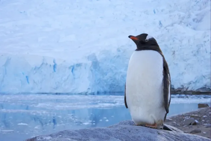 Framed Print : Gentoo Penguin (Pygoscelis papua) adult, standing on rock, with glacier in background, Neko Harbour Framed Print : Gentoo Penguin (Pygoscelis papua) adult, standing on rock, with glacier in background, Neko Harbour