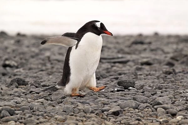 Gentoo Penguin (Pygoscelis papua) adult, walking on pebble beach, Half Moon Island, South Shetland Islands, Antarctica