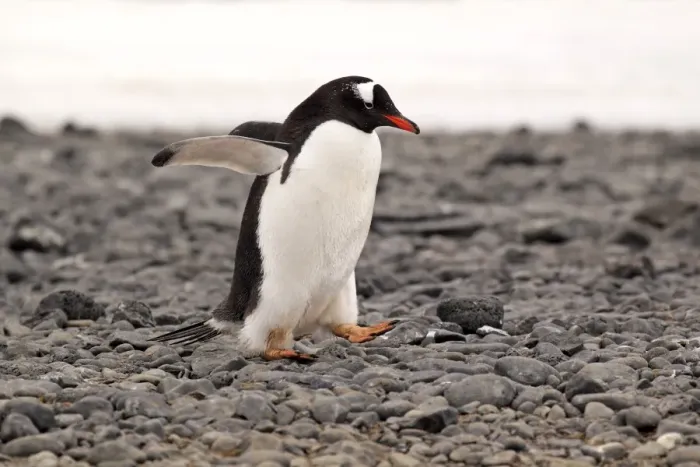 Framed Print : Gentoo Penguin (Pygoscelis papua) adult, walking on pebble beach, Half Moon Island, South Shetland Islands, Antarctica Framed Print : Gentoo Penguin (Pygoscelis papua) adult, walking on pebble beach, Half Moon Island, South Shetland Islands, Antarctica