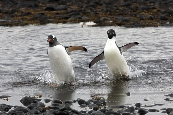 Gentoo Penguin (Pygoscelis papua) adult, and Adelie Penguin (Pygoscelis adeliae) adult, walking out of water
