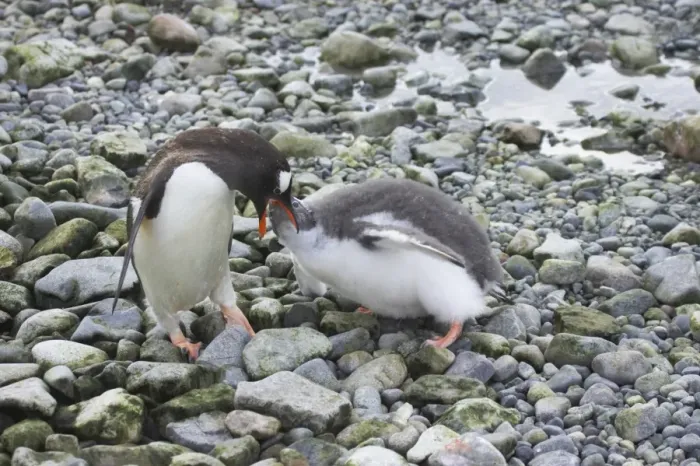 Framed Print : Gentoo Penguin (Pygoscelis papua) adult feeding chick, standing on pebbles, Ronge Island, Antarctic Peninsula, Antarctica Framed Print : Gentoo Penguin (Pygoscelis papua) adult feeding chick, standing on pebbles, Ronge Island, Antarctic Peninsula, Antarctica
