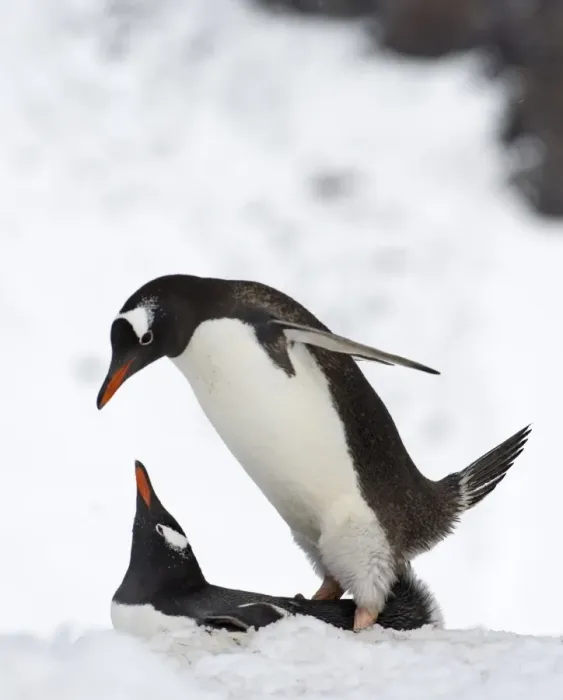 Framed Print : Gentoo Penguin (Pygoscelis papua) adult pair, mating on snow, Half Moon Island, South Shetland Islands, Antarctica, november Framed Print : Gentoo Penguin (Pygoscelis papua) adult pair, mating on snow, Half Moon Island, South Shetland Islands, Antarctica, november