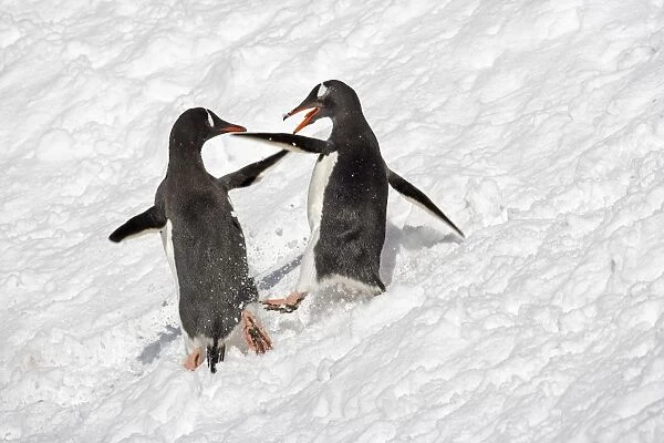 Gentoo Penguin (Pygoscelis papua) two adults, fighting in snow, South Georgia