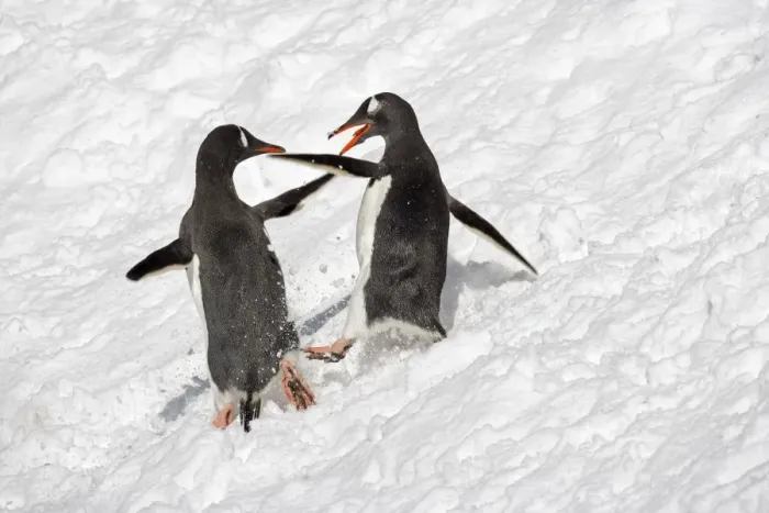 Framed Print : Gentoo Penguin (Pygoscelis papua) two adults, fighting in snow, South Georgia Framed Print : Gentoo Penguin (Pygoscelis papua) two adults, fighting in snow, South Georgia