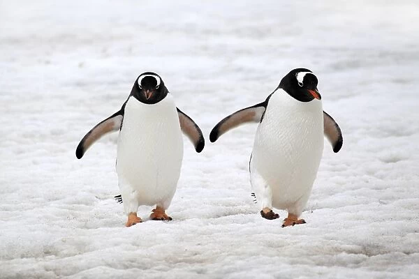 Gentoo Penguin (Pygoscelis papua) two adults, walking on ice, Half Moon Island, South Shetland Islands, Antarctica