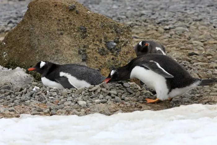 Framed Print : Gentoo Penguin (Pygoscelis papua) adults, adding stone to nest in nesting colony, Half Moon Island Framed Print : Gentoo Penguin (Pygoscelis papua) adults, adding stone to nest in nesting colony, Half Moon Island