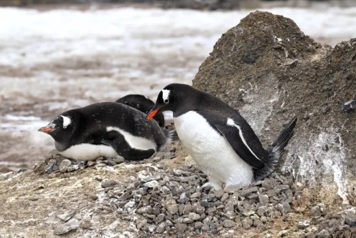 Framed Print : Gentoo Penguin (Pygoscelis papua) adults, incubating egg on nest in nesting colony, Half Moon Island Framed Print : Gentoo Penguin (Pygoscelis papua) adults, incubating egg on nest in nesting colony, Half Moon Island
