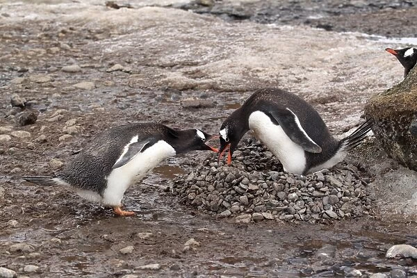 Gentoo Penguin (Pygoscelis papua) two adults, in threat display at nest, Half Moon Island, South Shetland Islands