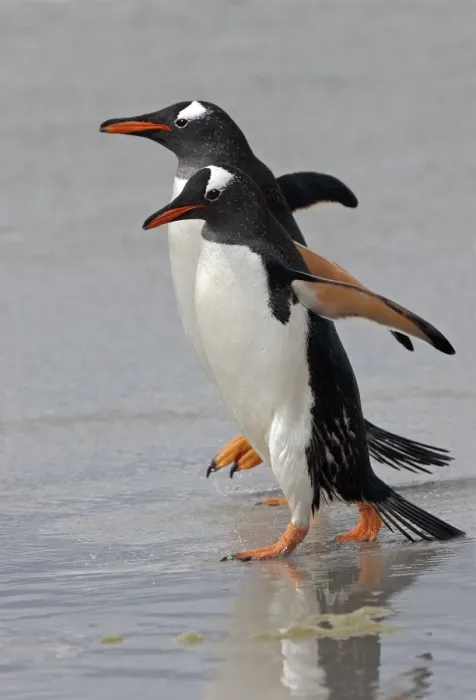 Framed Print : Gentoo Penguin (Pygoscelis papua) Adults walking on the edge of the tide - Falkland Islands
