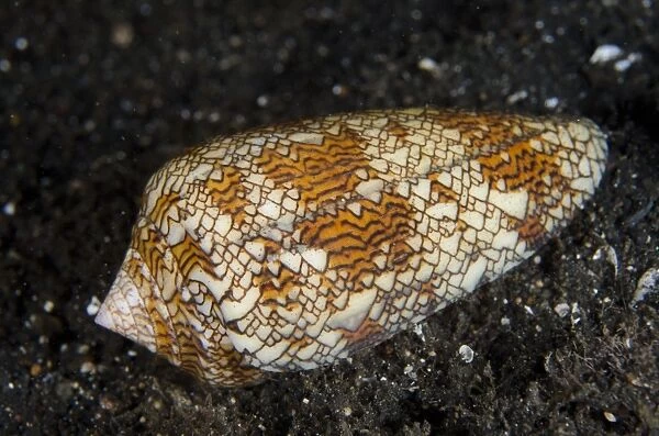 Geography Cone Shell (Conus geographus) adult, on black sand at night, Lembeh Straits, Sulawesi, Greater Sunda Islands