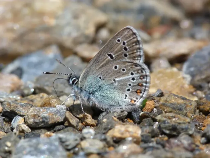 Framed Print : Geranium Argus (Plebejus eumedon) adult, drinking minerals from wet ground, Italian Alps, Italy, July Framed Print : Geranium Argus (Plebejus eumedon) adult, drinking minerals from wet ground, Italian Alps, Italy, July