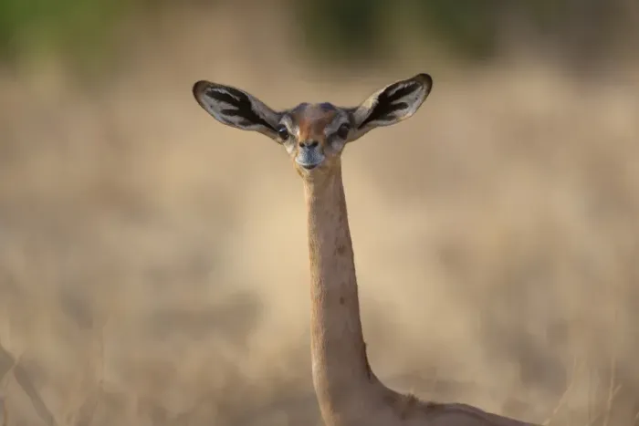 Framed Print : Gerenuk (Litocranius walleri) adult female, close-up of head and neck, Samburu National Reserve, Kenya, August