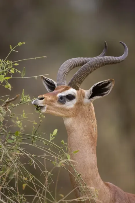 Framed Print : Gerenuk (Litocranius walleri) adult male, close-up of head and neck, browsing on leaves, Samburu National Reserve