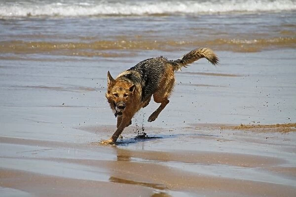 German Shepherd dog running on beach with ball