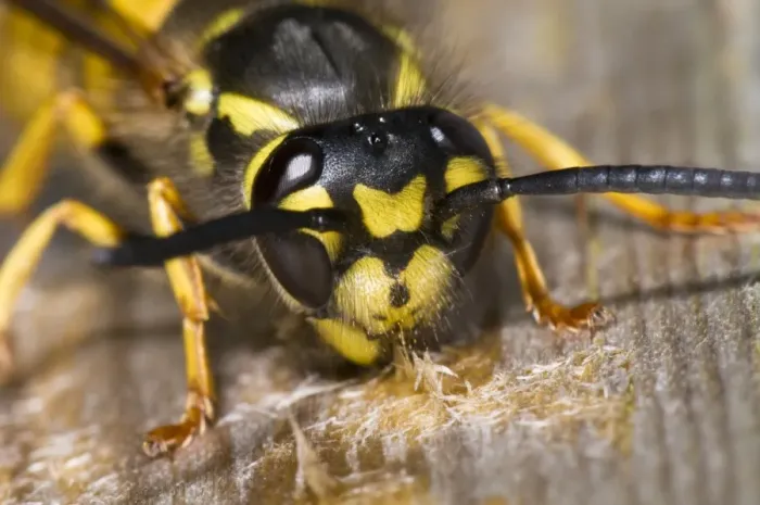 Framed Print : German Wasp (Vespula germanica) adult, close-up of head, chewing wood from boardwalk to make paper for nest