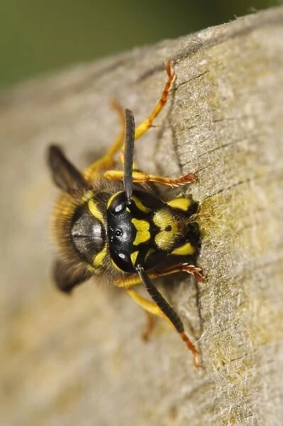 German Wasp (Vespula germanica) adult, collecting wood pulp from wooden fence for nest building material