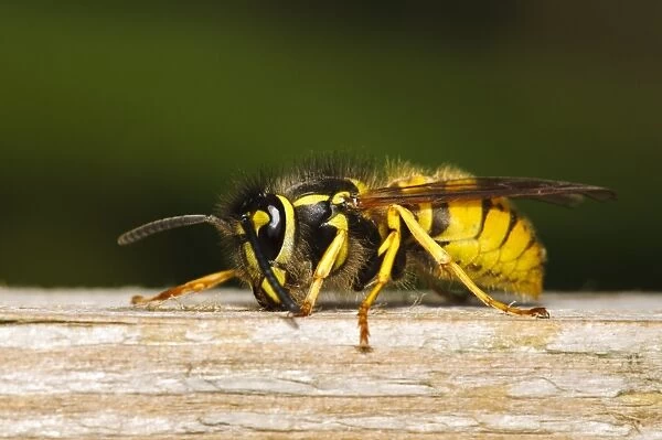 German Wasp (Vespula germanica) adult, chewing wood from boardwalk to make paper for nest, Crossness Nature Reserve