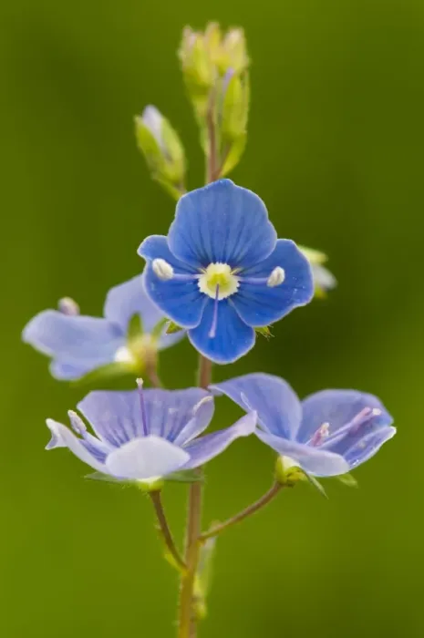 Framed Print : Germander Speedwell (Veronica chamaedrys) close-up of flowers, Kent, England, June Framed Print : Germander Speedwell (Veronica chamaedrys) close-up of flowers, Kent, England, June