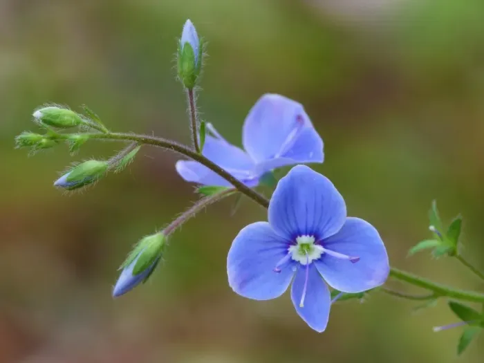 Framed Print : Germander Speedwell (Veronica chamaedrys) close-up of flowers and flowerbuds, Dolomites, Italian Alps, Italy, June Framed Print : Germander Speedwell (Veronica chamaedrys) close-up of flowers and flowerbuds, Dolomites, Italian Alps, Italy, June