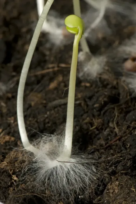 Framed Print : A germinating cabbage seed with cotyledons and root with root hairs on soil Framed Print : A germinating cabbage seed with cotyledons and root with root hairs on soil