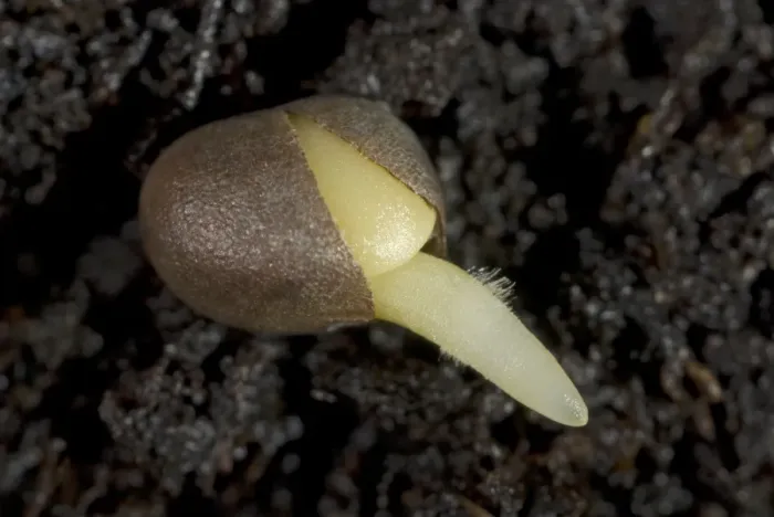 Framed Print : A germinating cabbage seed with root developing with root hairs on soil Framed Print : A germinating cabbage seed with root developing with root hairs on soil