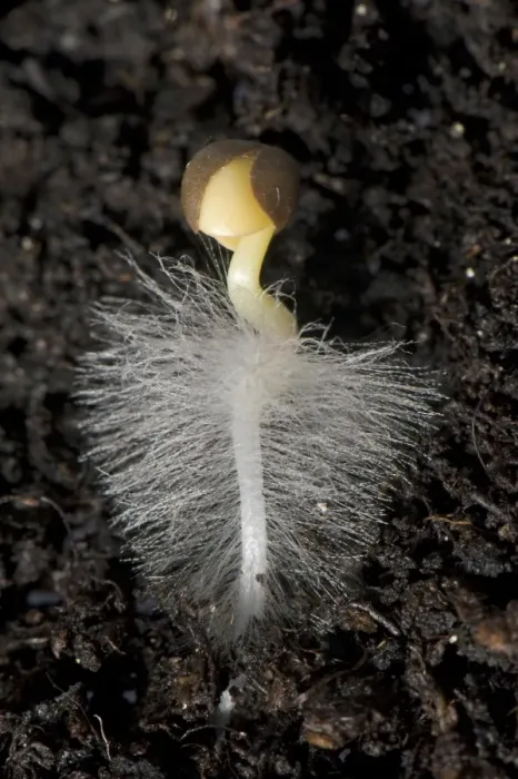Framed Print : A germinating cabbage seed with root developing with root hairs on soil