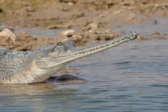 Framed Print : Gharial (Gavialis gangeticus) adult female, close-up of head, in shallow water at edge of river, Chambal River, Uttar Pradesh, India, january