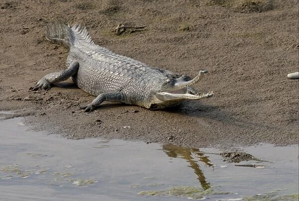 Gharial (Gavialis gangeticus) adult, mouth open, resting on sandbank beside water, Chitwan N. P. Nepal, january