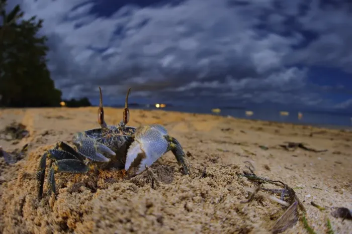Framed Print : Ghost Crab (Ocypode sp. ) adult, on beach habitat at dusk, Nosy Be, Madagascar Framed Print : Ghost Crab (Ocypode sp. ) adult, on beach habitat at dusk, Nosy Be, Madagascar