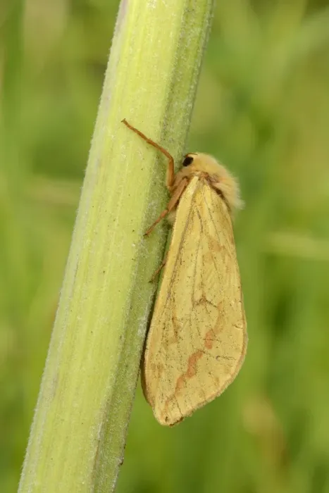 Framed Print : Ghost Moth (Hepialus humuli) adult female, resting on stem, Oxfordshire, England, July Framed Print : Ghost Moth (Hepialus humuli) adult female, resting on stem, Oxfordshire, England, July