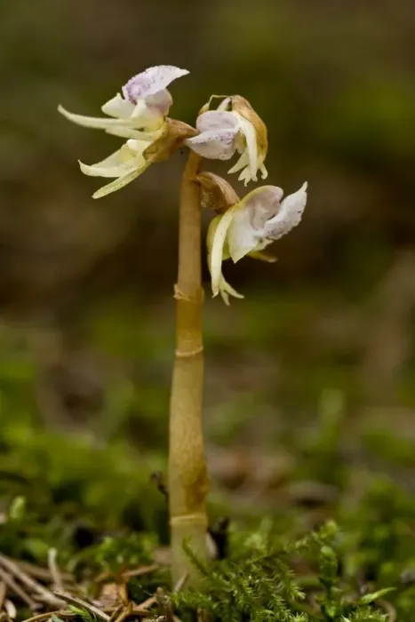 Framed Print : Ghost Orchid (Epipogium aphyllum) flowering, growing in deep shade woodland, Bavaria, Germany, July Framed Print : Ghost Orchid (Epipogium aphyllum) flowering, growing in deep shade woodland, Bavaria, Germany, July