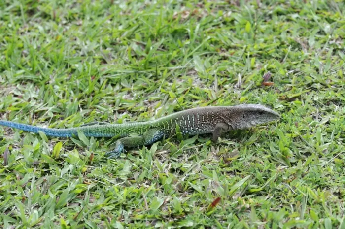 Framed Print : Giant Ameiva (Ameiva ameiva) adult male, in breeding colours, standing on ground, Iwokrama Rainforest, Guyana Framed Print : Giant Ameiva (Ameiva ameiva) adult male, in breeding colours, standing on ground, Iwokrama Rainforest, Guyana