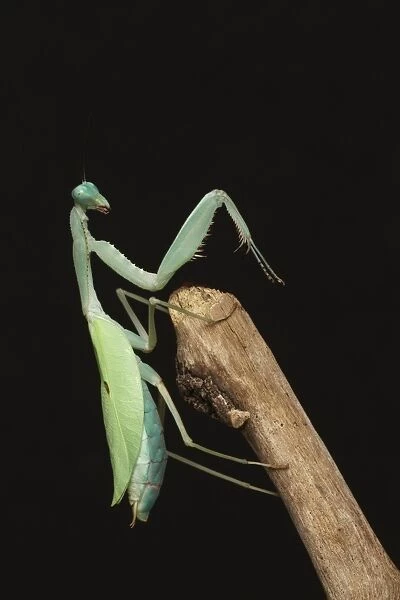 Giant Asian Mantis (Hierodula membranacea) adult, praying on branch (captive)