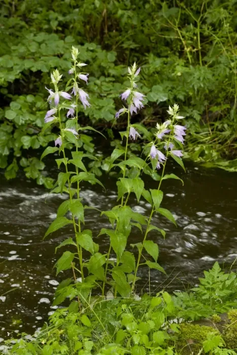Framed Print : Giant Bellflower (Campanula latifolia) flowering, growing beside upland river, France, August Framed Print : Giant Bellflower (Campanula latifolia) flowering, growing beside upland river, France, August