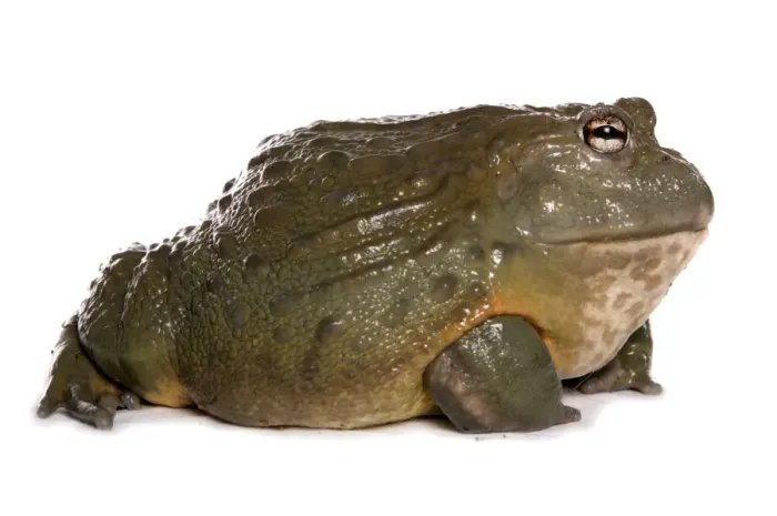 Framed Print : Giant Bullfrog (Pyxicephalus adspersus) adult Framed Print : Giant Bullfrog (Pyxicephalus adspersus) adult