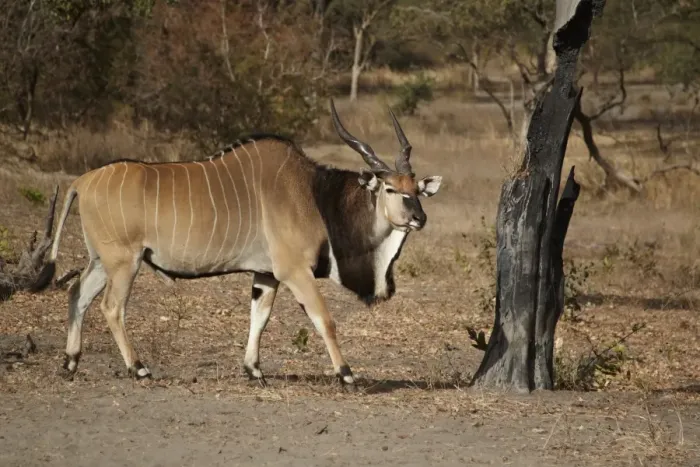 Framed Print : Giant Eland (Taurotragus derbianus) adult male, walking in dry woodland, Fatalah Reserve, Senegal, january Framed Print : Giant Eland (Taurotragus derbianus) adult male, walking in dry woodland, Fatalah Reserve, Senegal, january