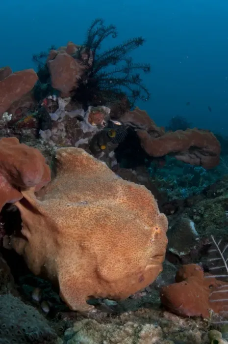 Framed Print : Giant Frogfish (Antennarius commersonii) adult, camouflaged on reef, Bulaken, Seraya, Bali, Lesser Sunda Islands, Indonesia Framed Print : Giant Frogfish (Antennarius commersonii) adult, camouflaged on reef, Bulaken, Seraya, Bali, Lesser Sunda Islands, Indonesia