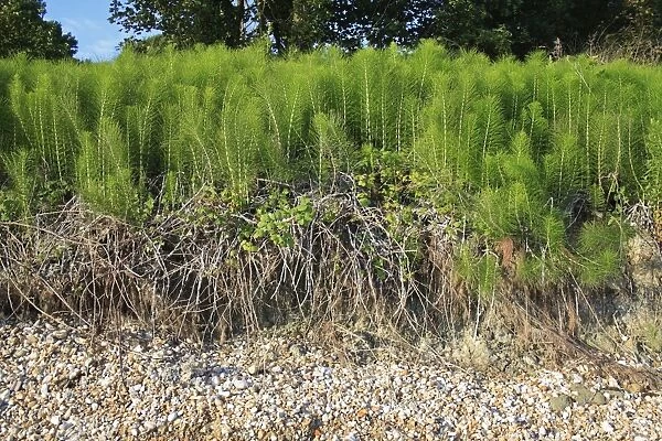 Giant Horsetail (Equisetum telmateia) patch with exposed roots, growing on eroding ground at edge of beach, Bembridge