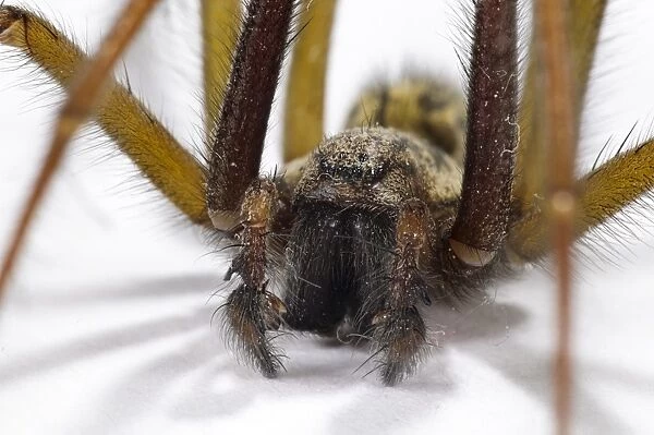 Giant House Spider (Tegenaria gigantea) adult male, close-up of head and palps