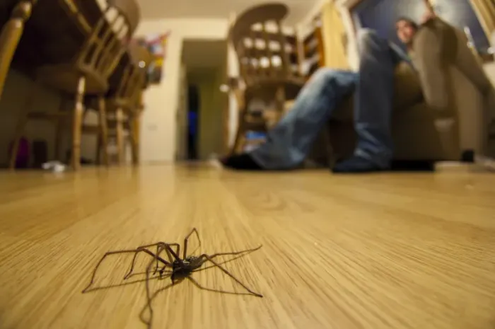 Framed Print : Giant House Spider (Tegenaria gigantea) adult, walking on living room floor Framed Print : Giant House Spider (Tegenaria gigantea) adult, walking on living room floor