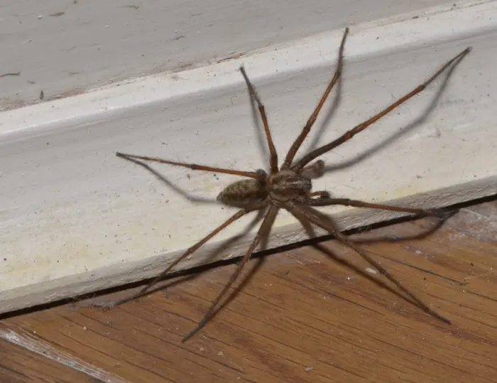 Framed Print : Giant House Spider (Tegenaria gigantea) adult female, on skirting board, Chipping, Lancashire, England, September