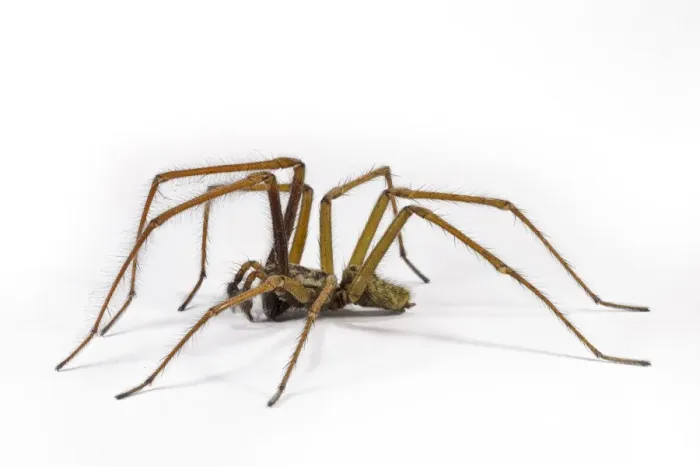 Framed Print : Giant House Spider (Tegenaria gigantea) adult male Framed Print : Giant House Spider (Tegenaria gigantea) adult male