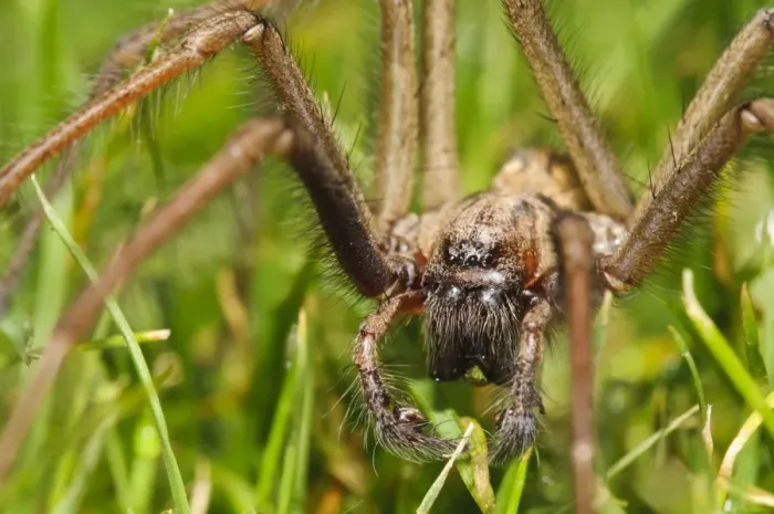 Framed Print : Giant House Spider (Tegenaria gigantea) adult male, walking across garden lawn, having been ejected from house Framed Print : Giant House Spider (Tegenaria gigantea) adult male, walking across garden lawn, having been ejected from house