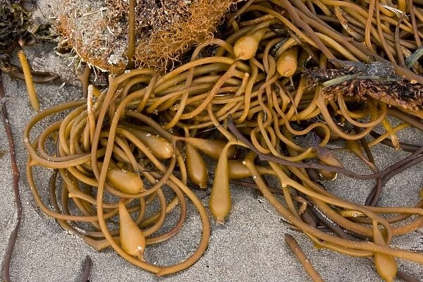 Giant Kelp (Macrocystis pyrifera) with pneumatocysts (air bladders), washed up on beach after storm, Pacific Ocean