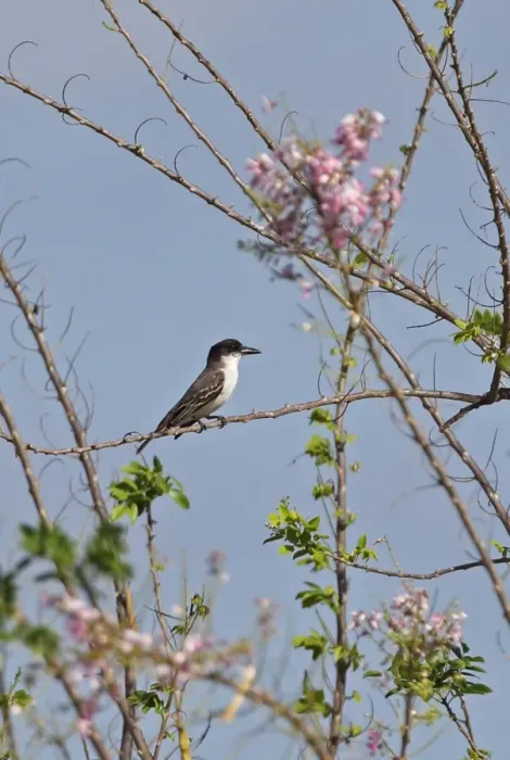 Framed Print : Giant Kingbird (Tyrannus cubensis) adult, perched in flowering bush, La Belen, Camaguey Province, Cuba, March Framed Print : Giant Kingbird (Tyrannus cubensis) adult, perched in flowering bush, La Belen, Camaguey Province, Cuba, March
