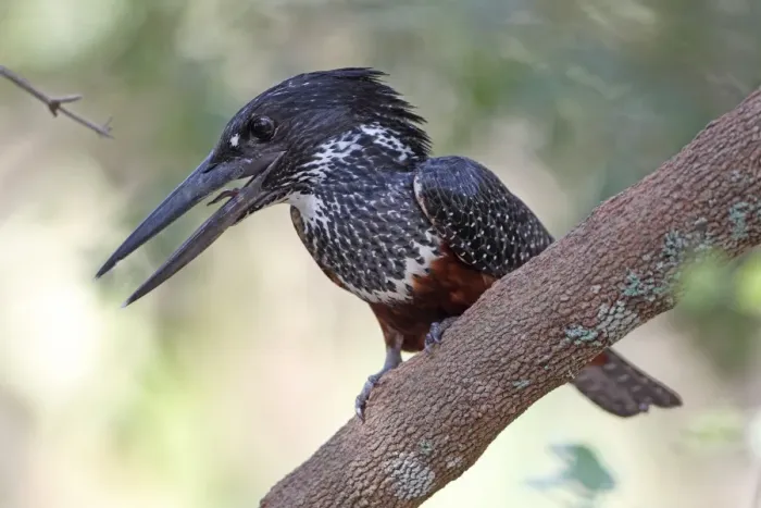 Framed Print : Giant Kingfisher (Megaceryle maxima) adult, with beak open, perched on branch, Gambia, january