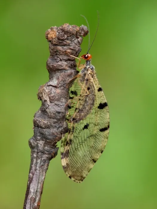 Framed Print : Giant Lacewing (Osmylus fulvicephalus) adult, resting on twig, Cannobina Valley, Piedmont, Northern Italy, july Framed Print : Giant Lacewing (Osmylus fulvicephalus) adult, resting on twig, Cannobina Valley, Piedmont, Northern Italy, july